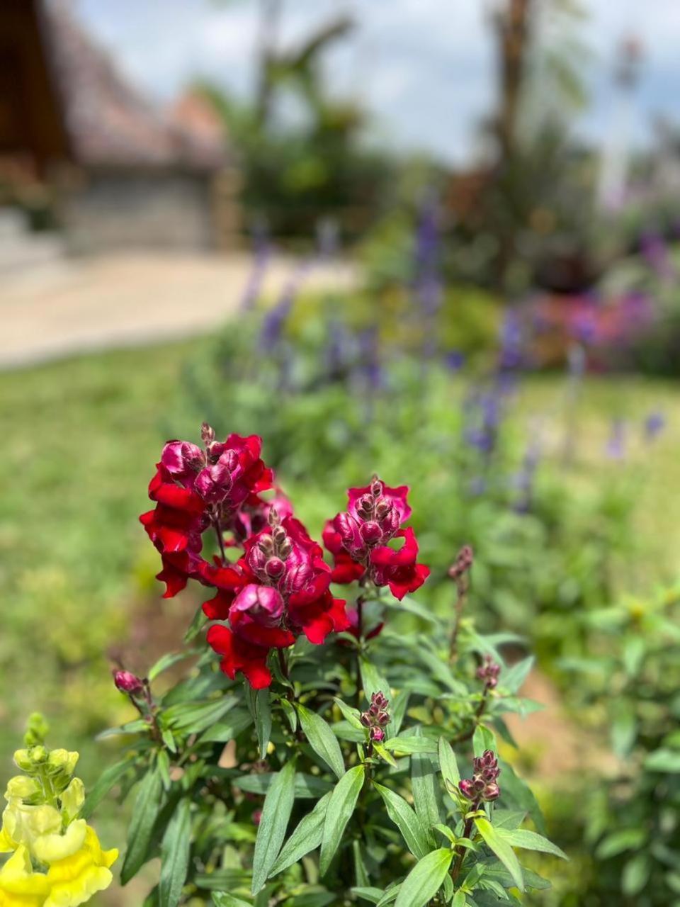 בדוגול Navalia Villa Bedugul מראה חיצוני תמונה